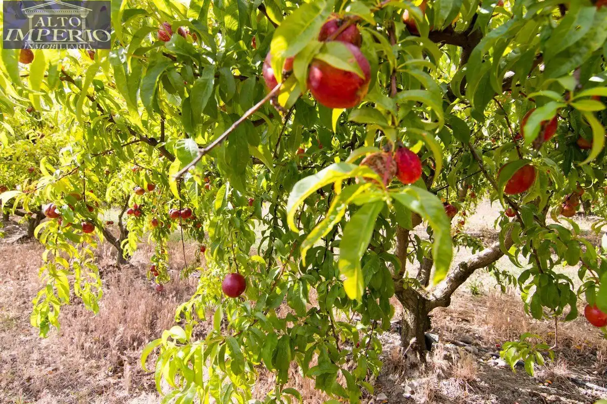 Jardín de Finca rústica en venta en Granada