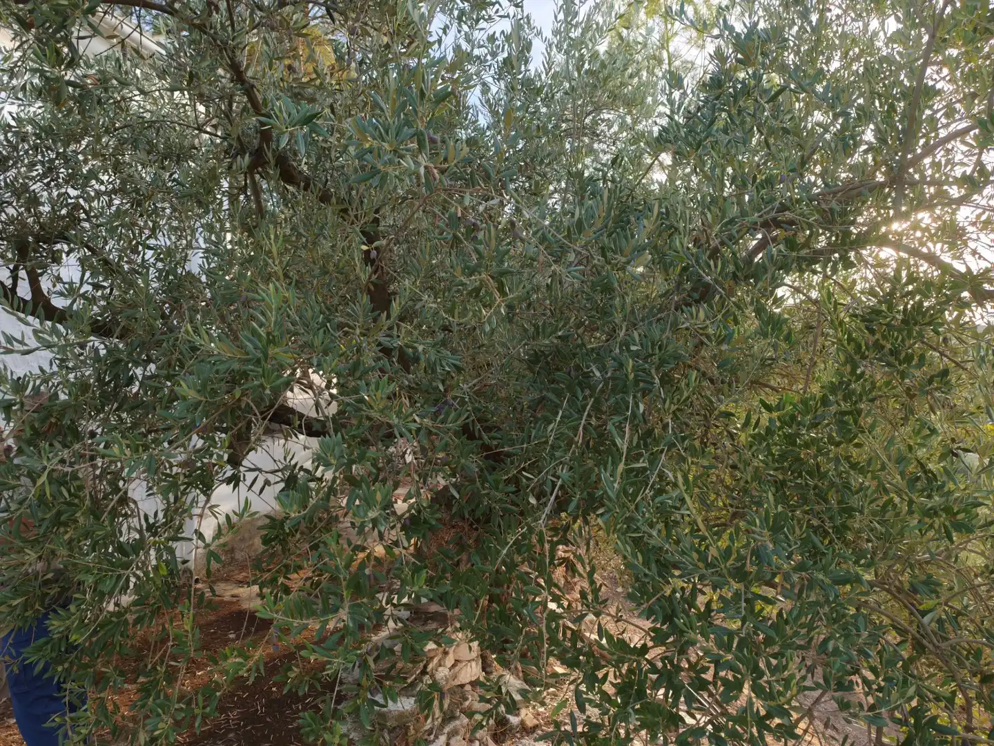 Jardín de Finca rústica en venta en Iznájar