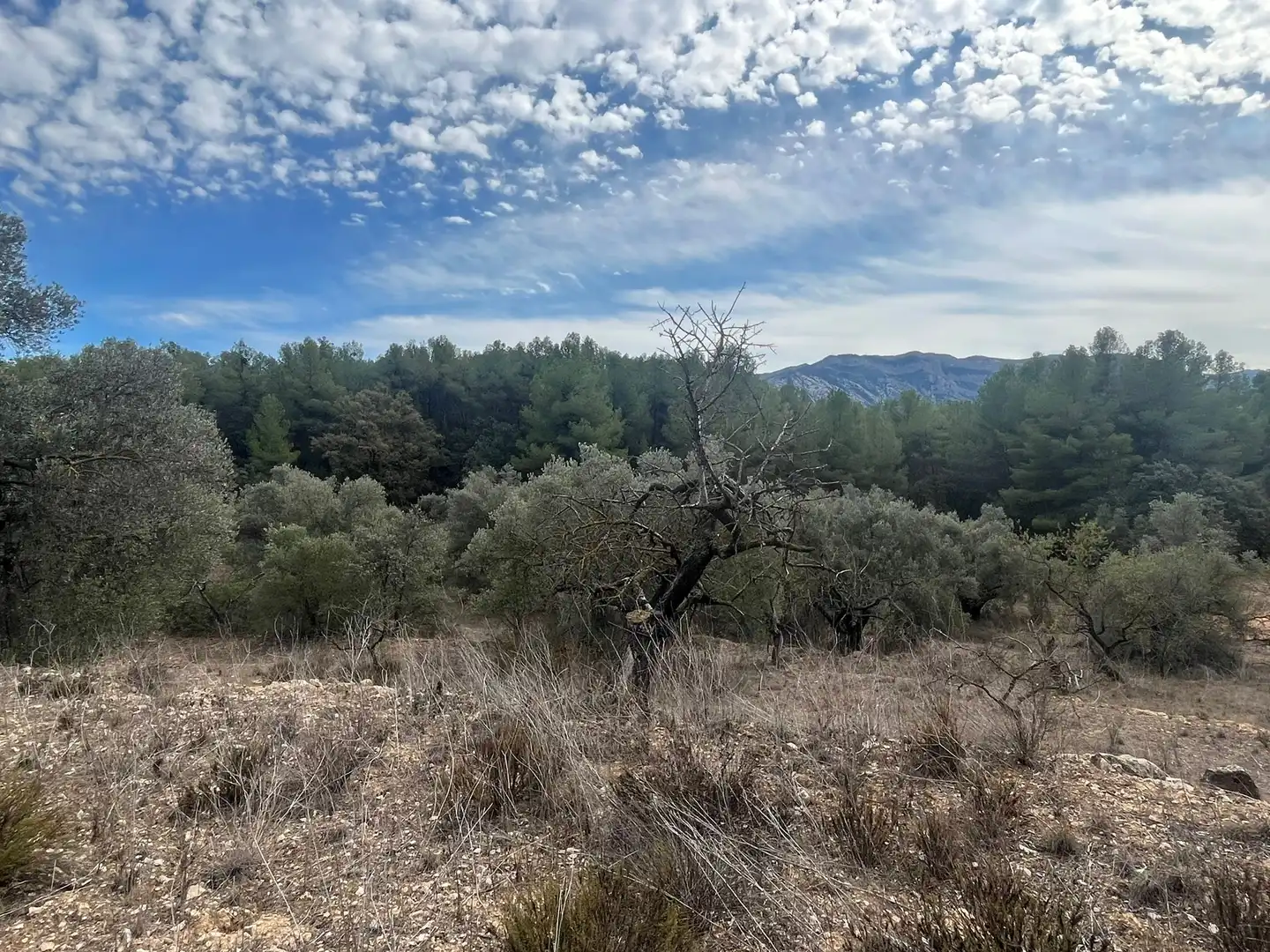 Rural land for sale in Horta de Sant Joan, imagen 4