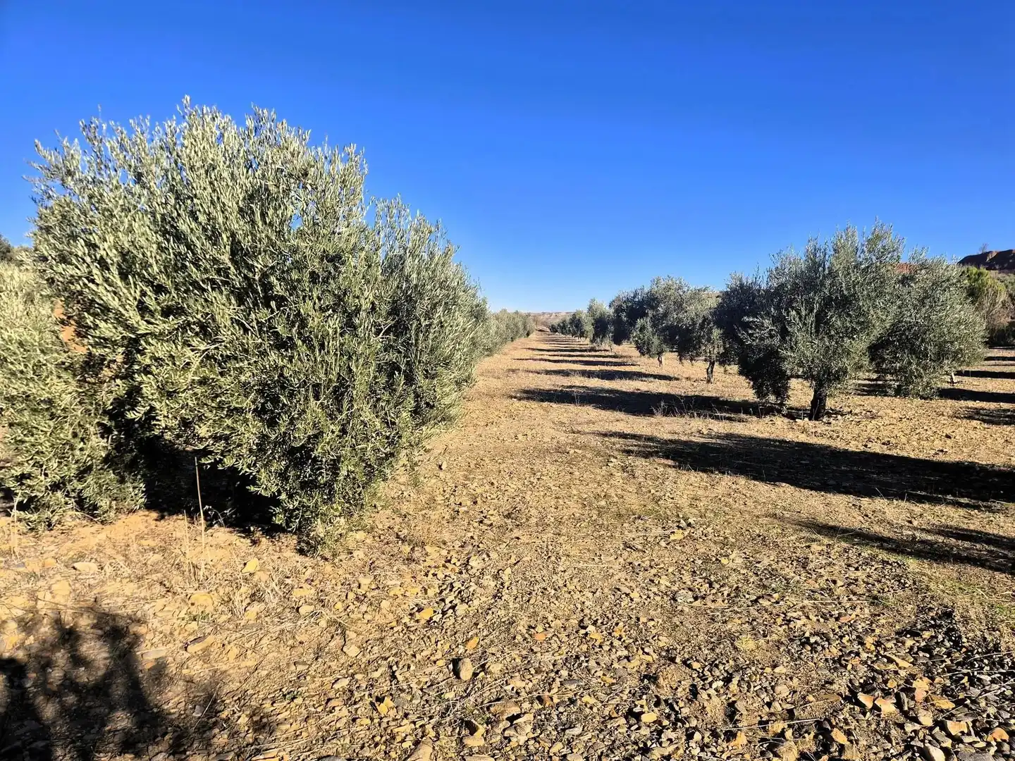 Terreno rústico en venta en Lanteira
