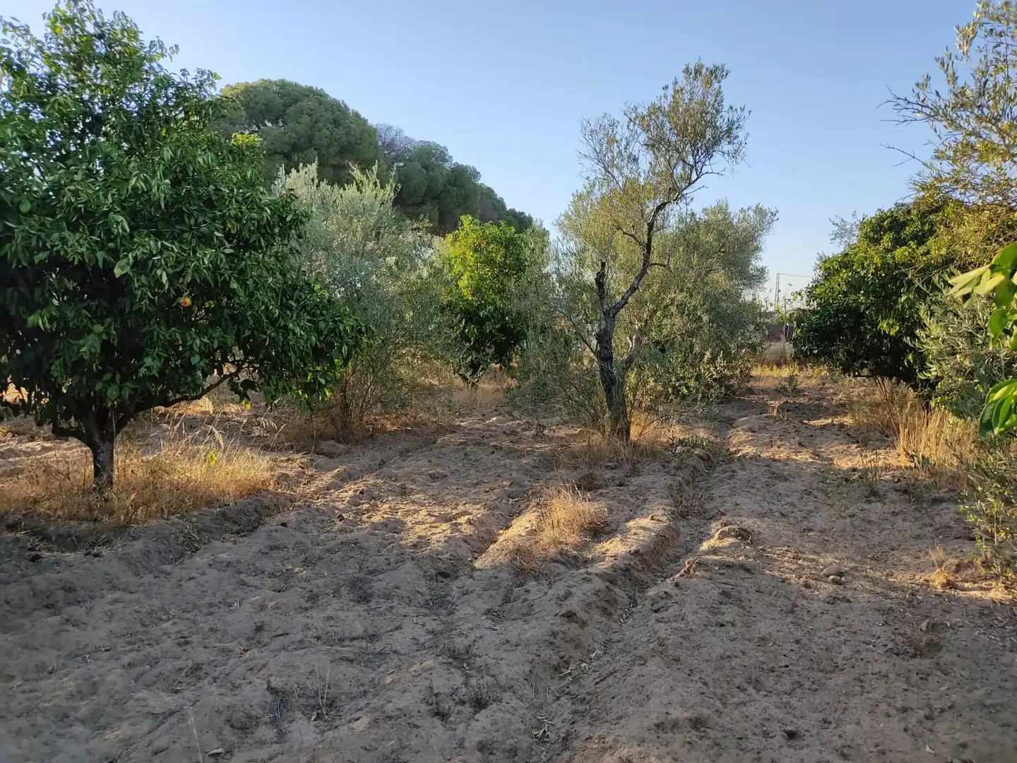Casa o xalet en venda en Utrera amb Jardí privat i Piscina