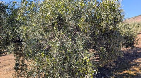 Finca Rúst. en venta en Loja., imagen 3