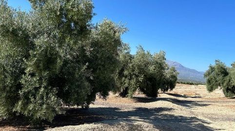 Terreno en venta en El Gordal, Baeza, immagine 5