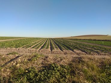 Terreno rustico in vendita a Carretera Puerto Sanlucar