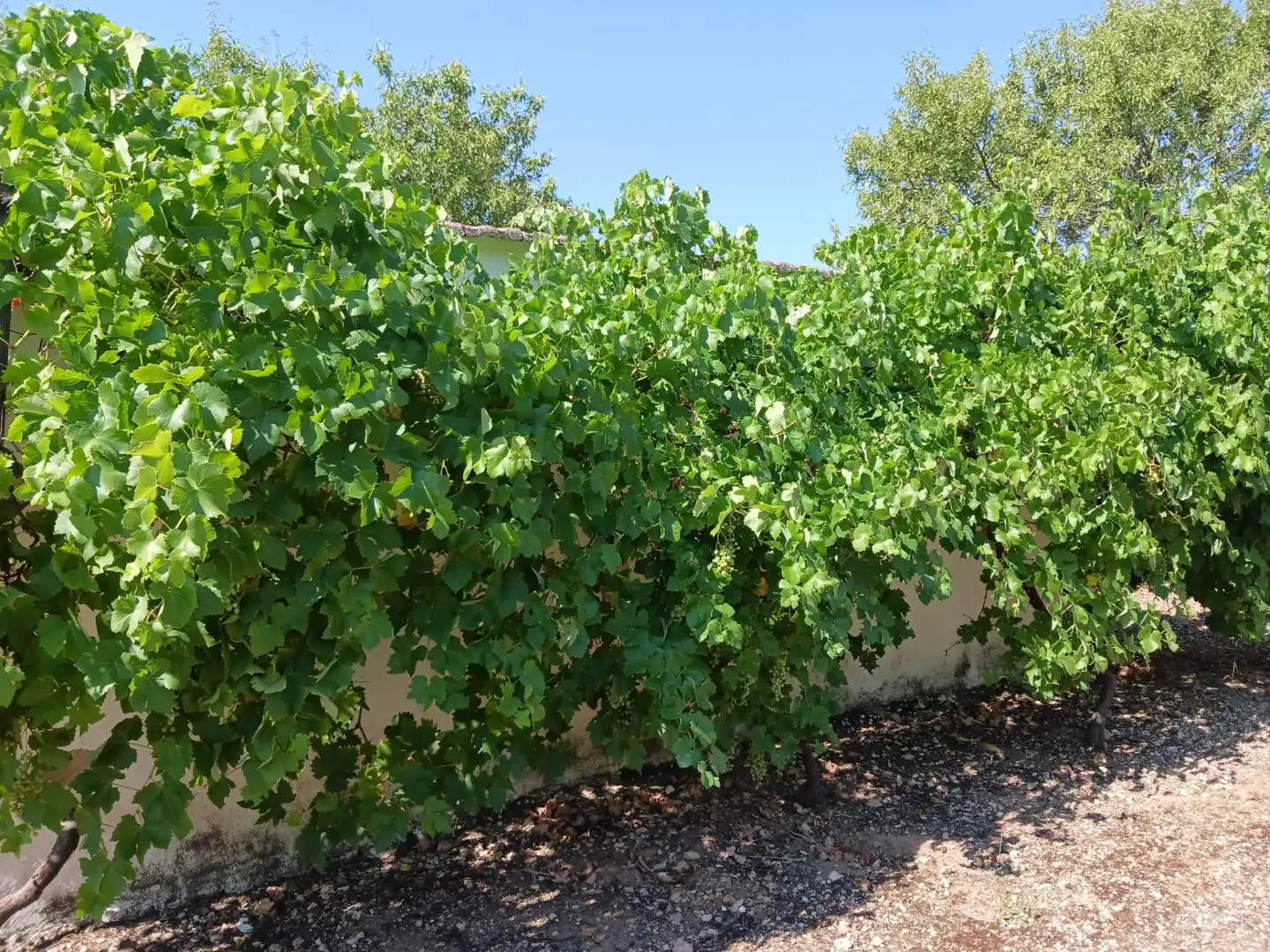Jardín de Finca rústica en venta en Ciudad Real con Amueblado