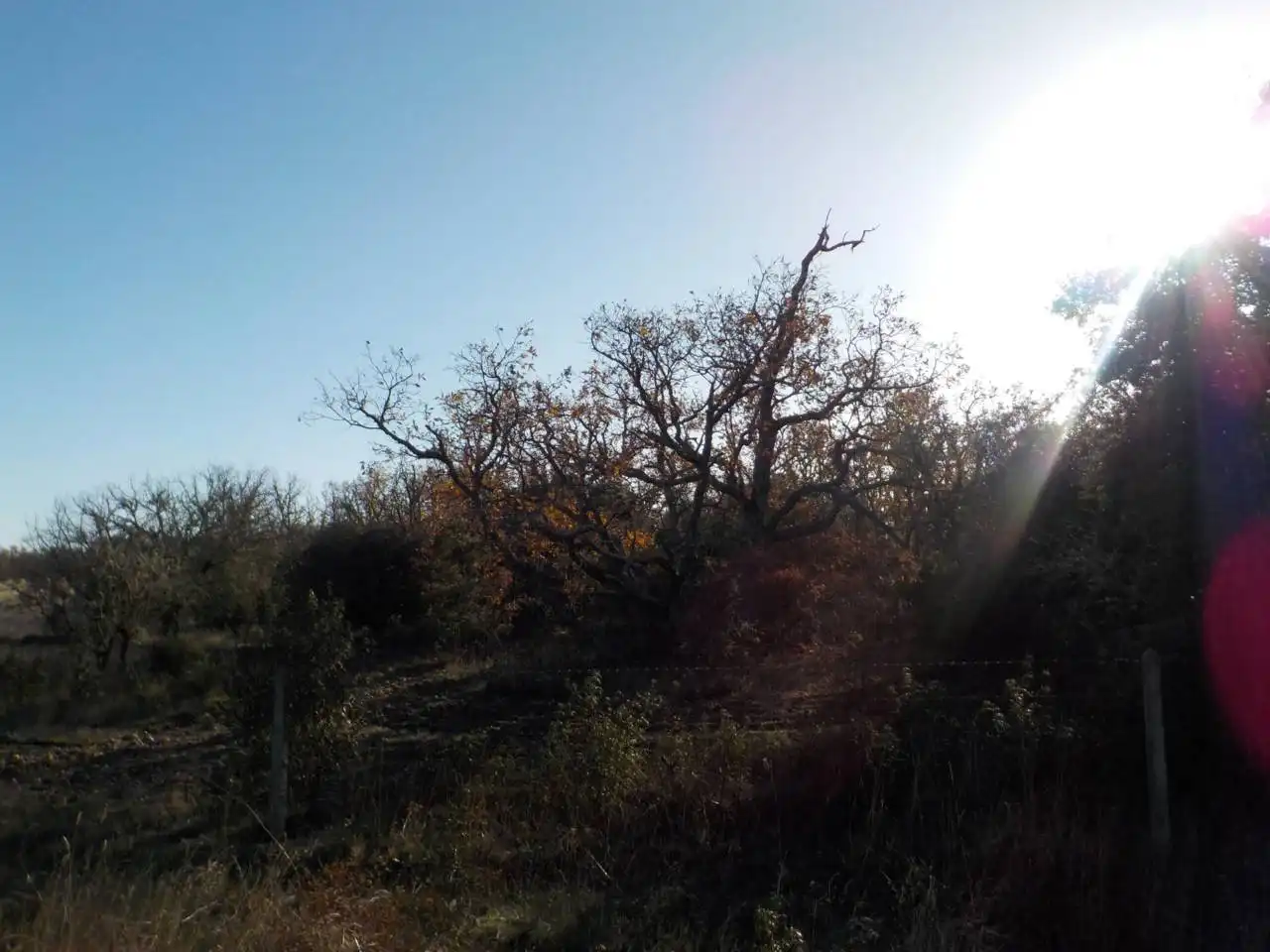 Terreny rústic en venda a Serradilla del Arroyo, imagen 2