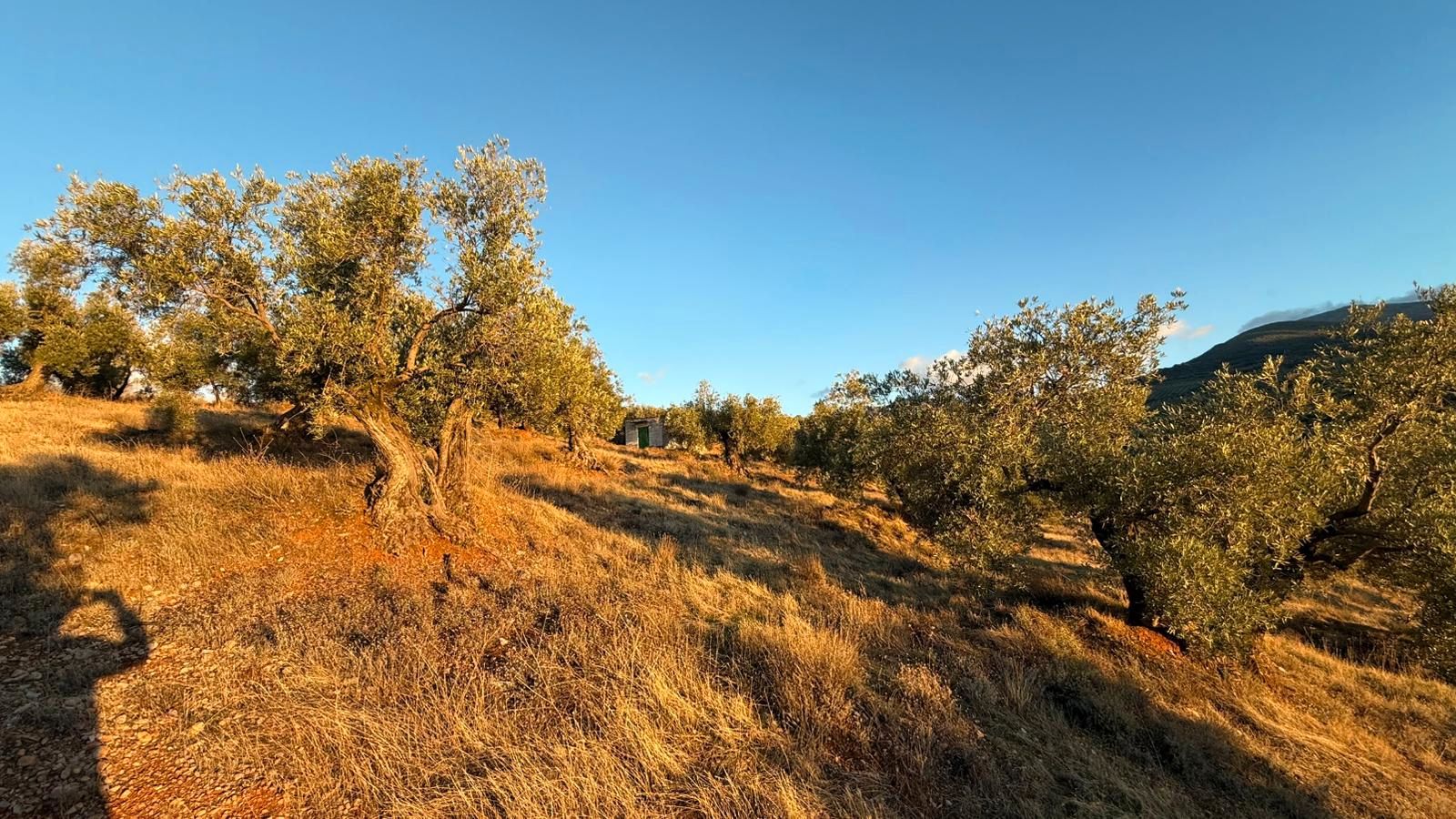 Terreny en venda en Torres