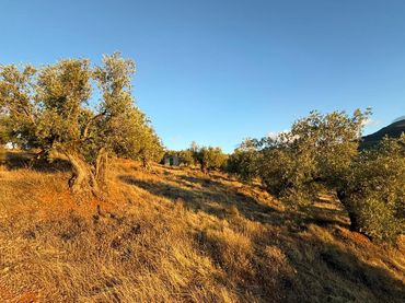 Terreno rustico in vendita a Calle Baltasar Garzon Real 49