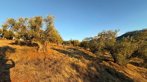 V14900 OLIVAR DE SECANO OPCION REGADÍO