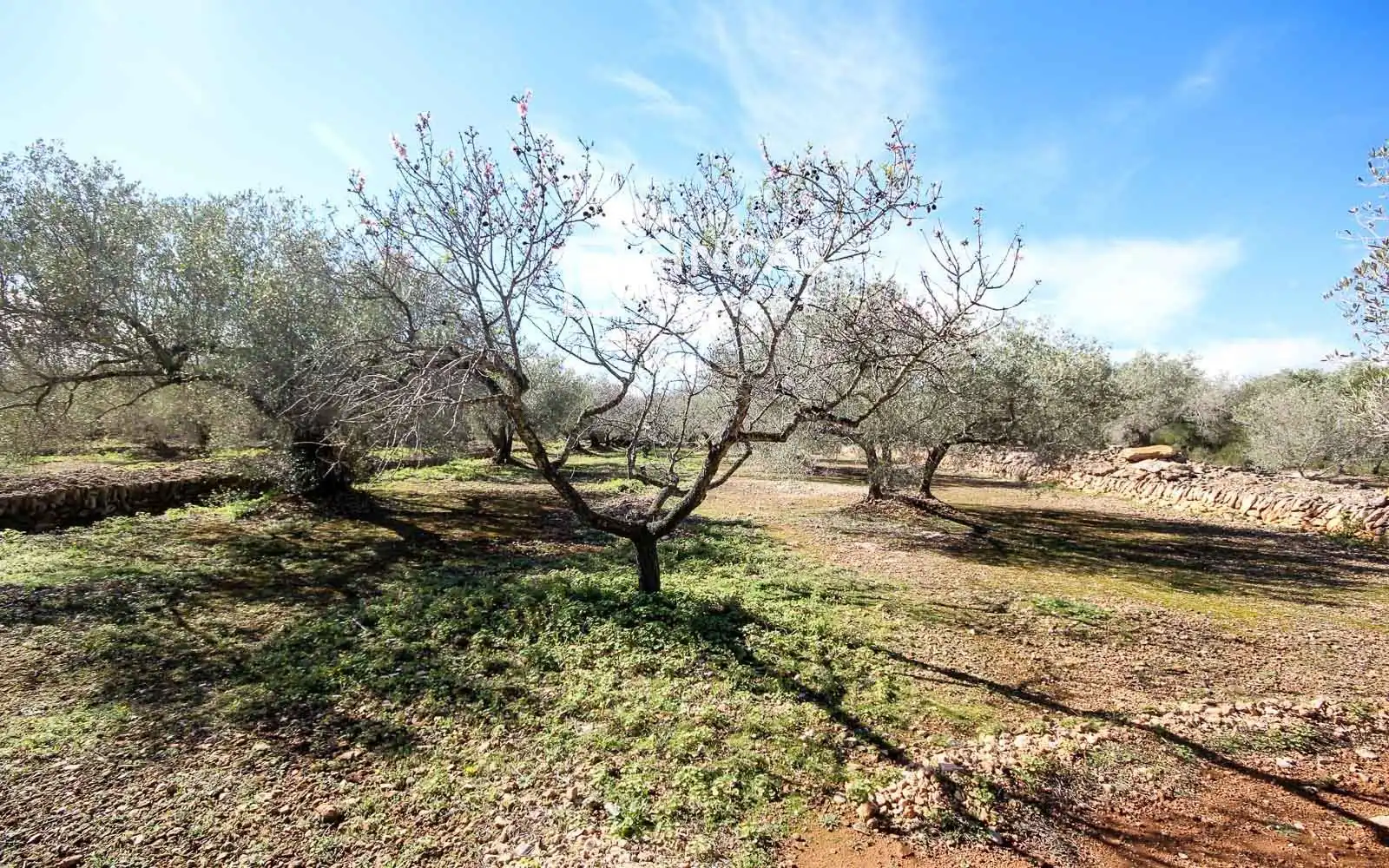Finca rústica en venda en Camarles amb Terrassa i Moblat
