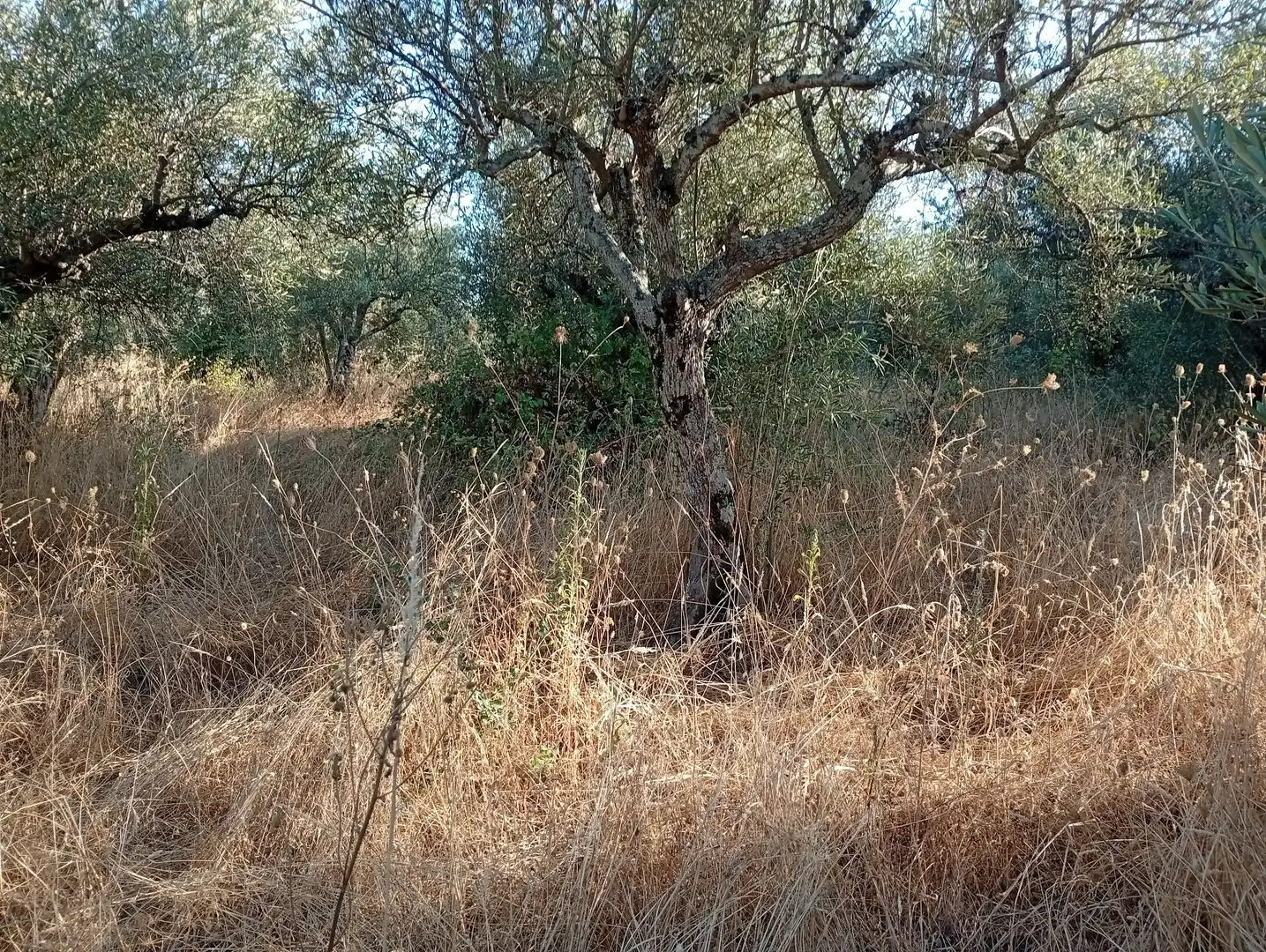 Terreni e lotti in vendita a Villanueva de la Vera, imagen 26