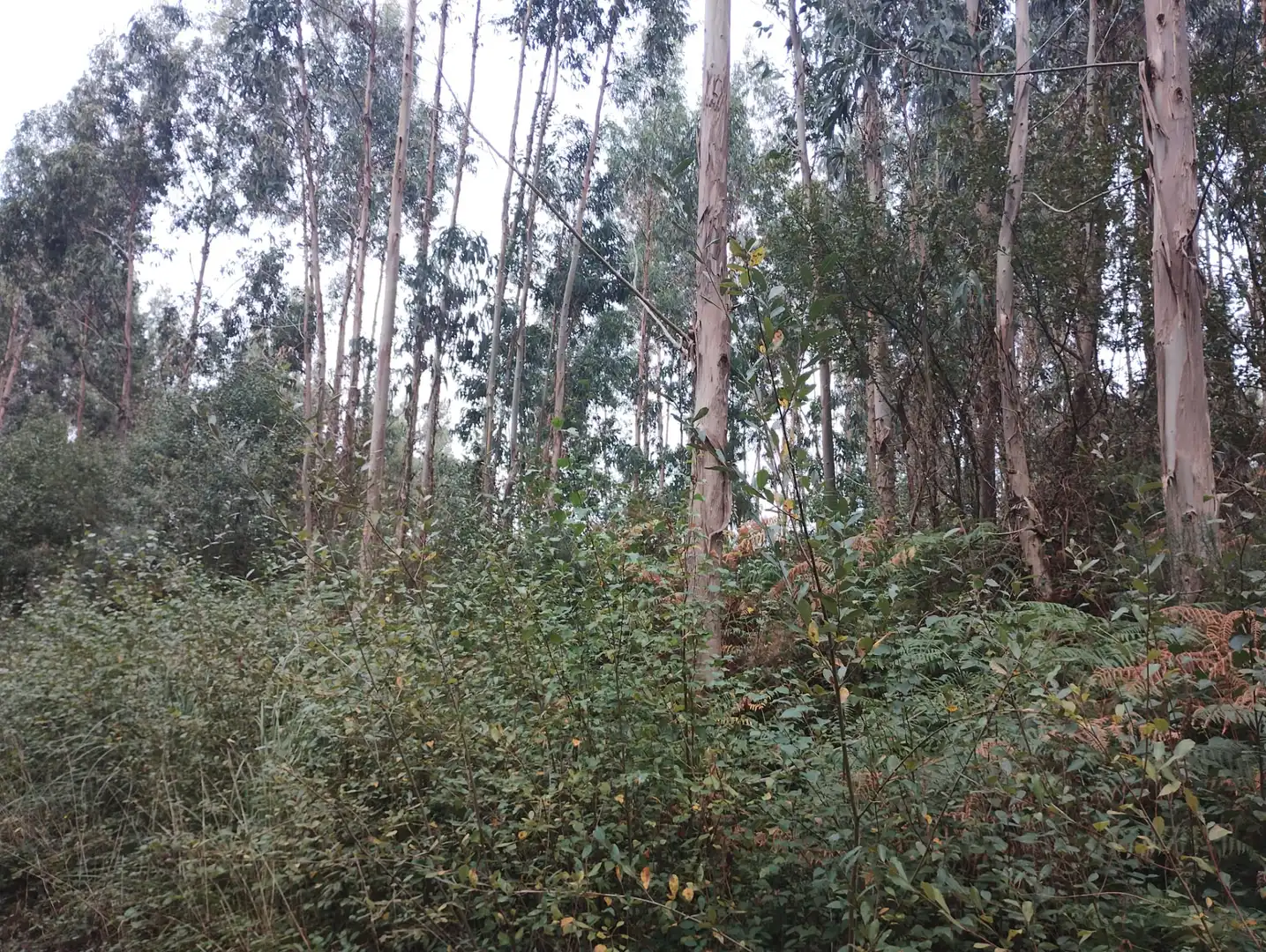 Terreny rústic en venda a Valdoviño, imagen 6