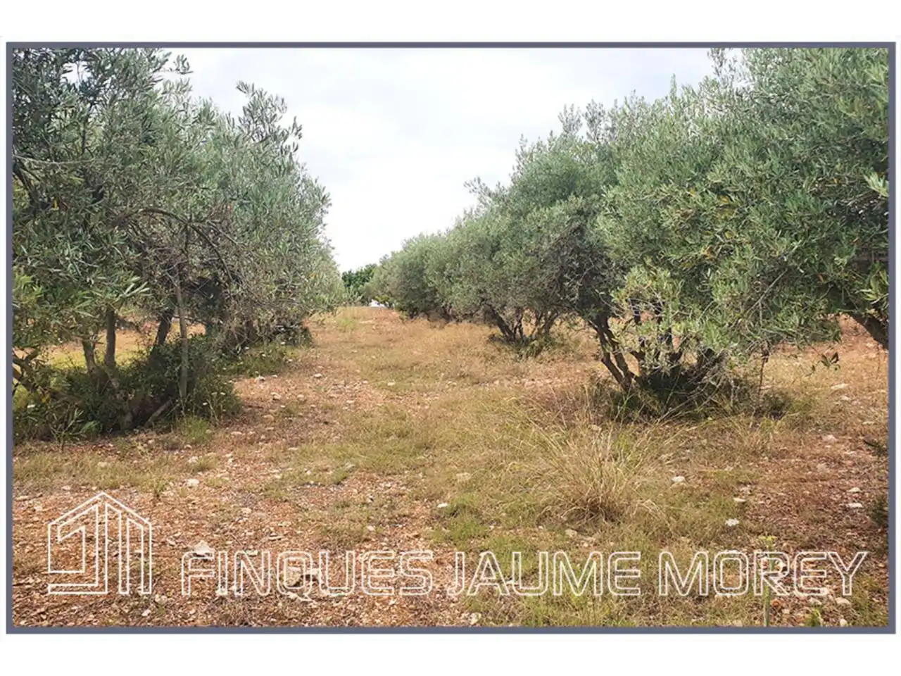 Terrain rustique à vendre à Poligono 10 S/N, imagen 6