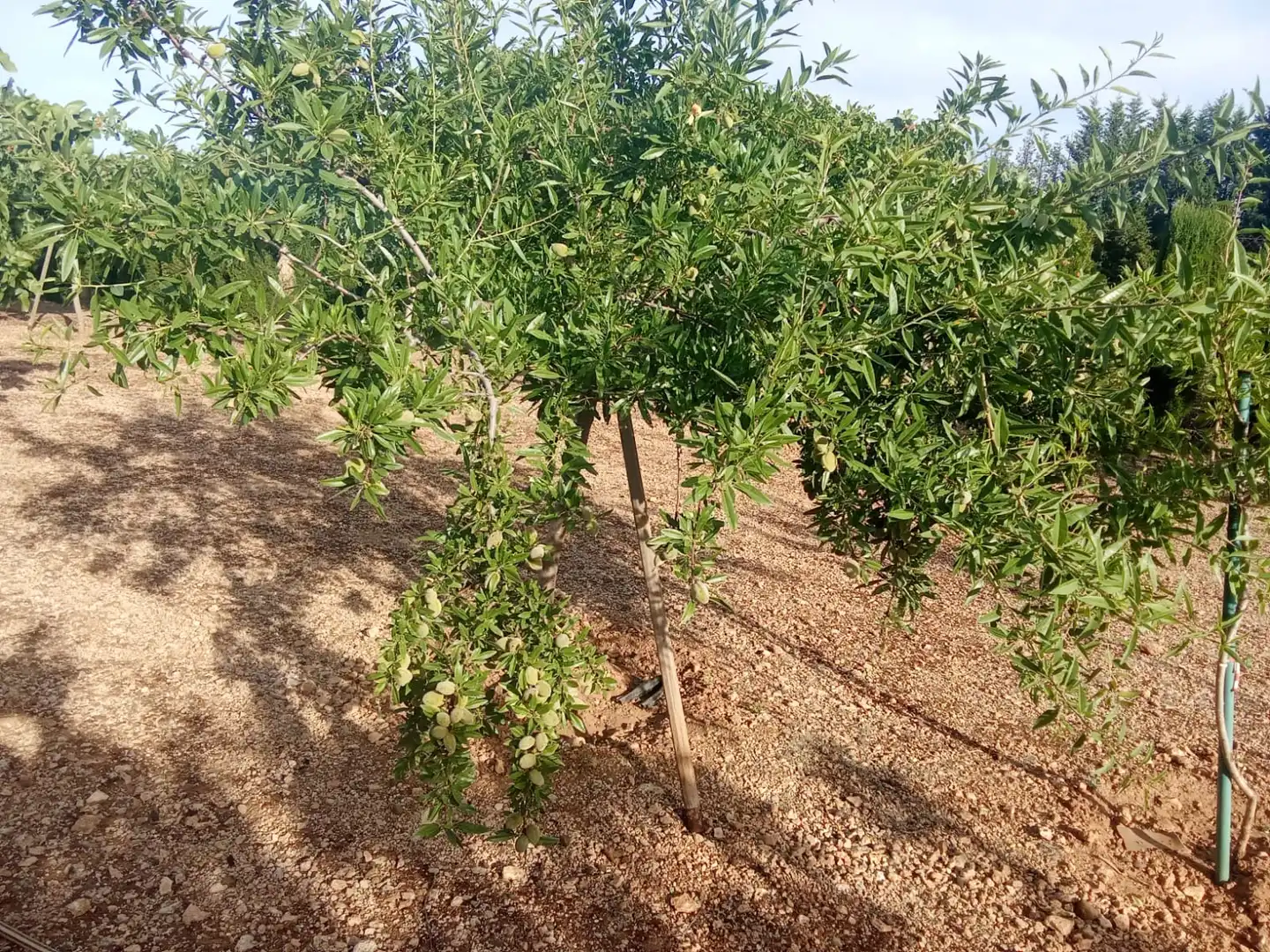 Terreno en venta en Ciudad Real