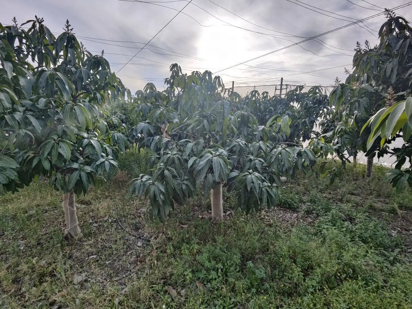 Rural land for sale in Itrabo, imagen 18