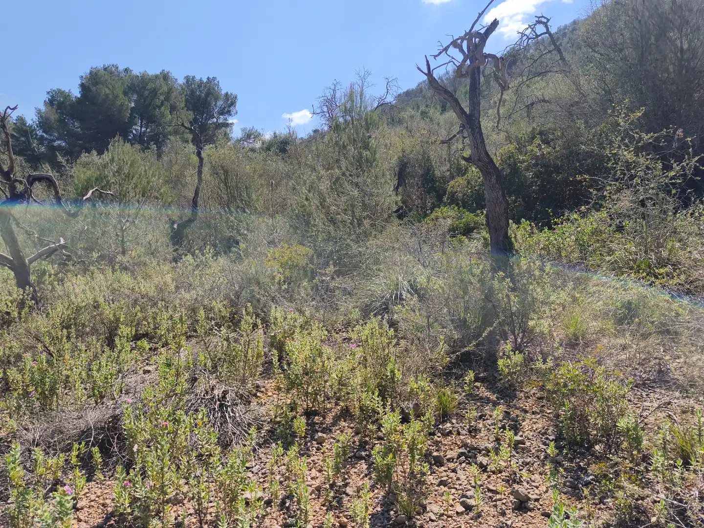 Terreno rustico in vendita a Algaida, imagen 4