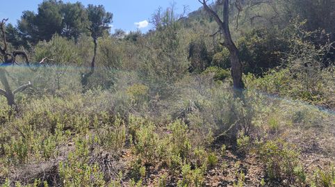 Finca de garriga, immagine 4