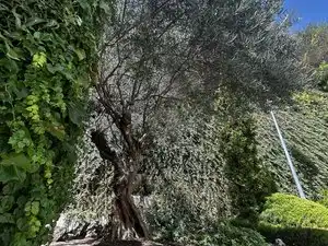 Garden of Flat for rent in Madrid  with Air Conditioner, Heating and Parquet flooring