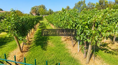 Foto 3 de Finca rústica en venta en Alcuéscar, Cáceres