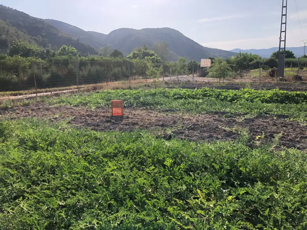 Jardín de Terreno en venta en Gandia