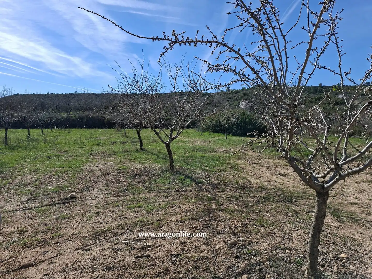 Land for sale in Fabara