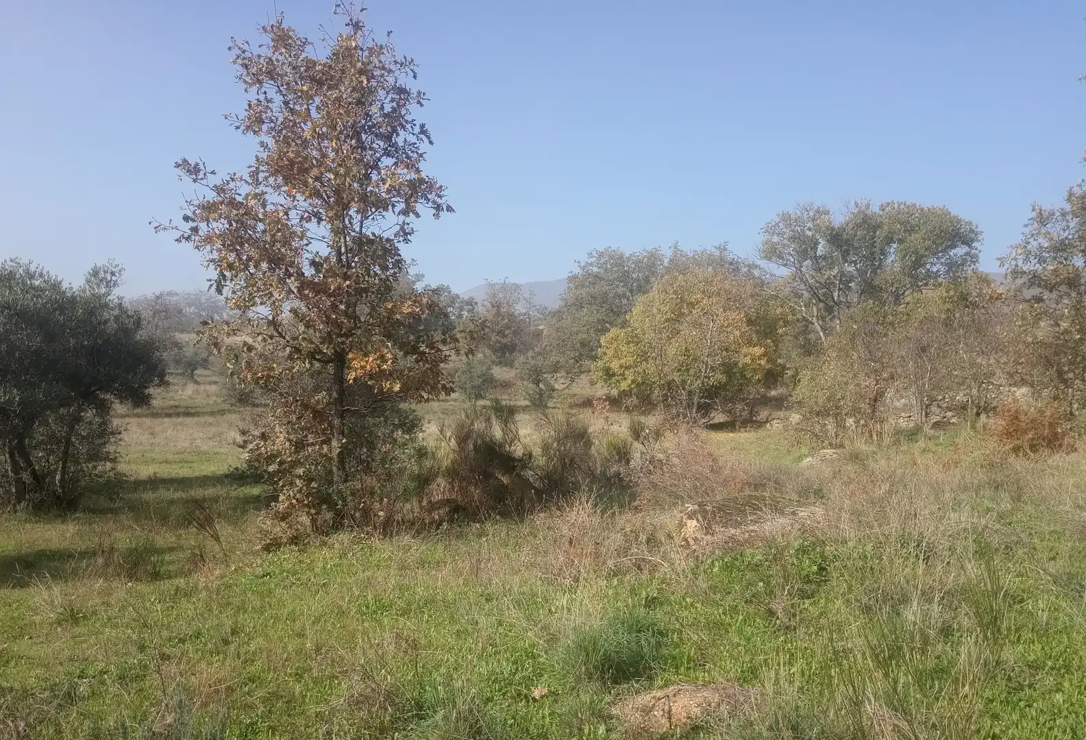 Terreni e lotti in vendita a Viandar de la Vera, imagen 3