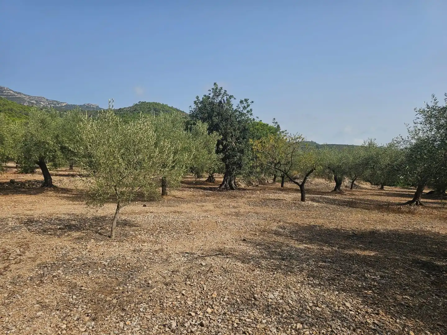 Terreno en venta en Alcanar