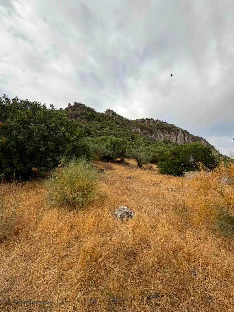 Rural land for sale in Morón de la Frontera, imagen 8
