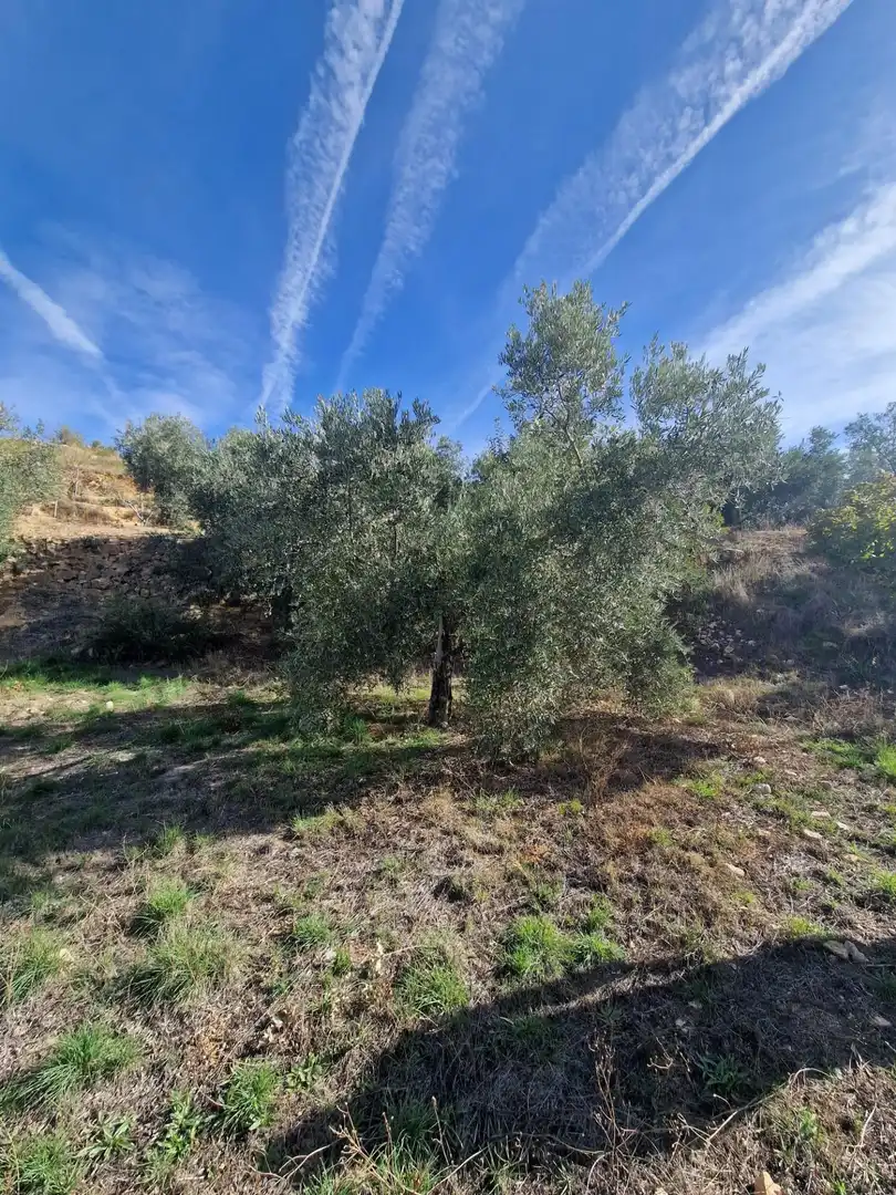 Maison rustique avec jardin à vendre à Cogollos de la Vega, imagen 70