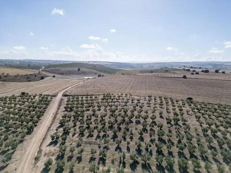 Land for sale in Alamedilla