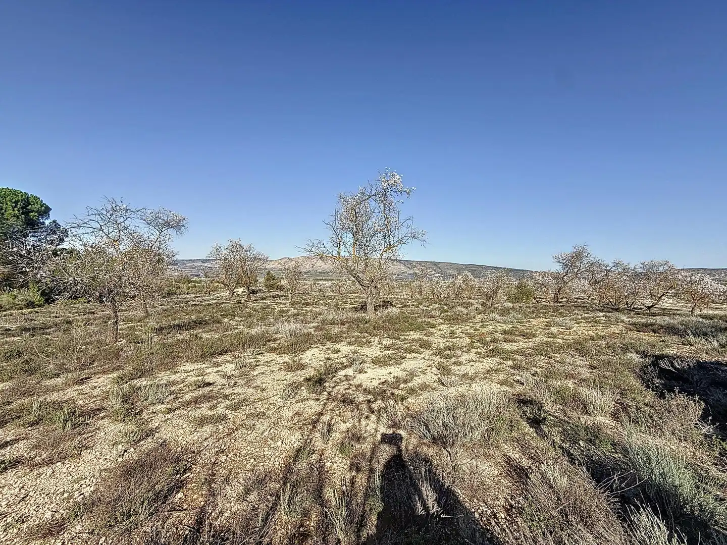 Terreno en venta en Biar