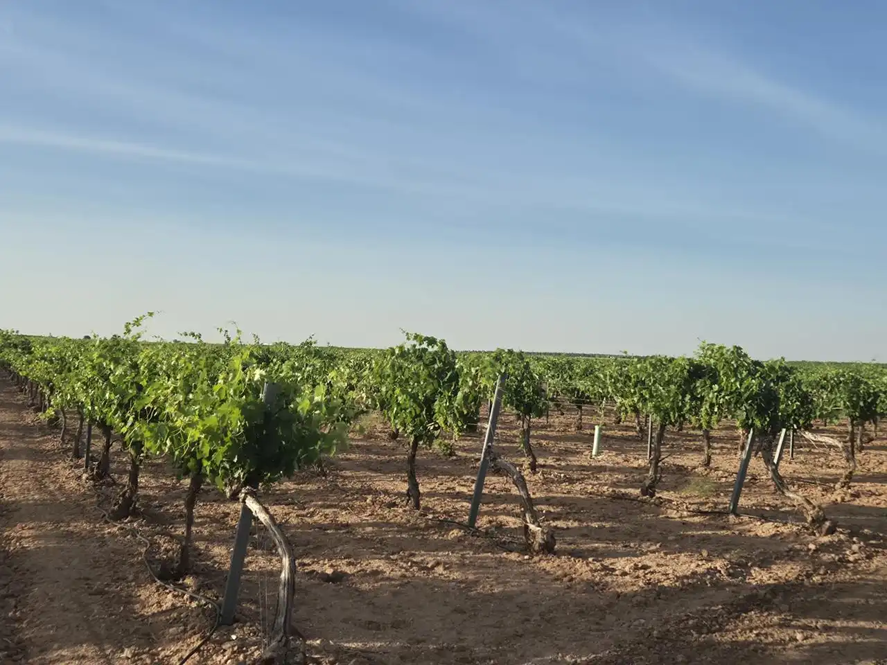Terreno rustico in vendita a AGRICOLA, imagen 9
