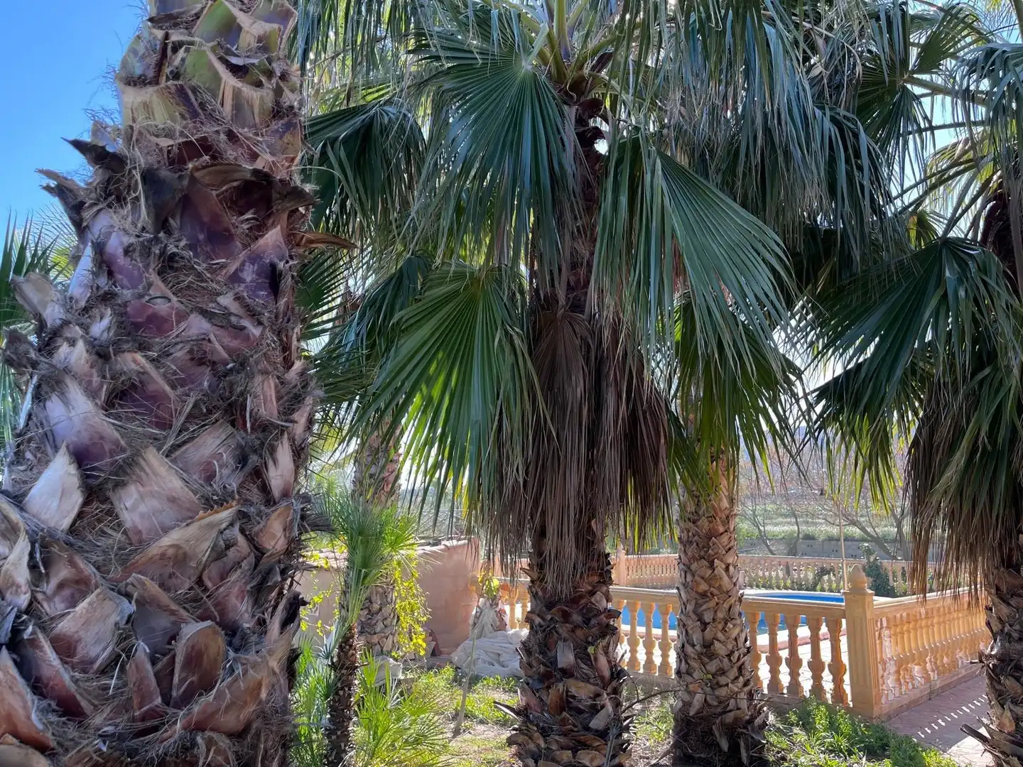 Garden of Houses for sale in Aspe  with Terrace, Swimming Pool and Furnished