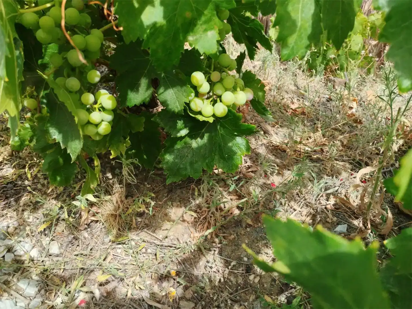 Terreno en venta en Arenas