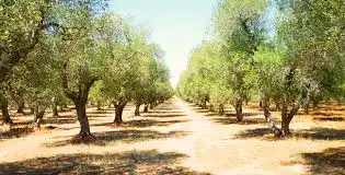 Rural land for sale in La Rambla, imagen 5