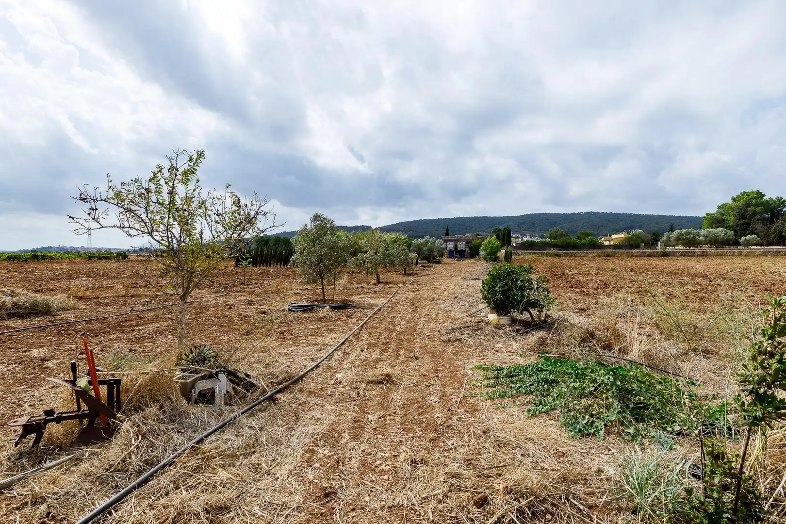 Terreny rústic en venda a Santa Eugènia, imagen 15