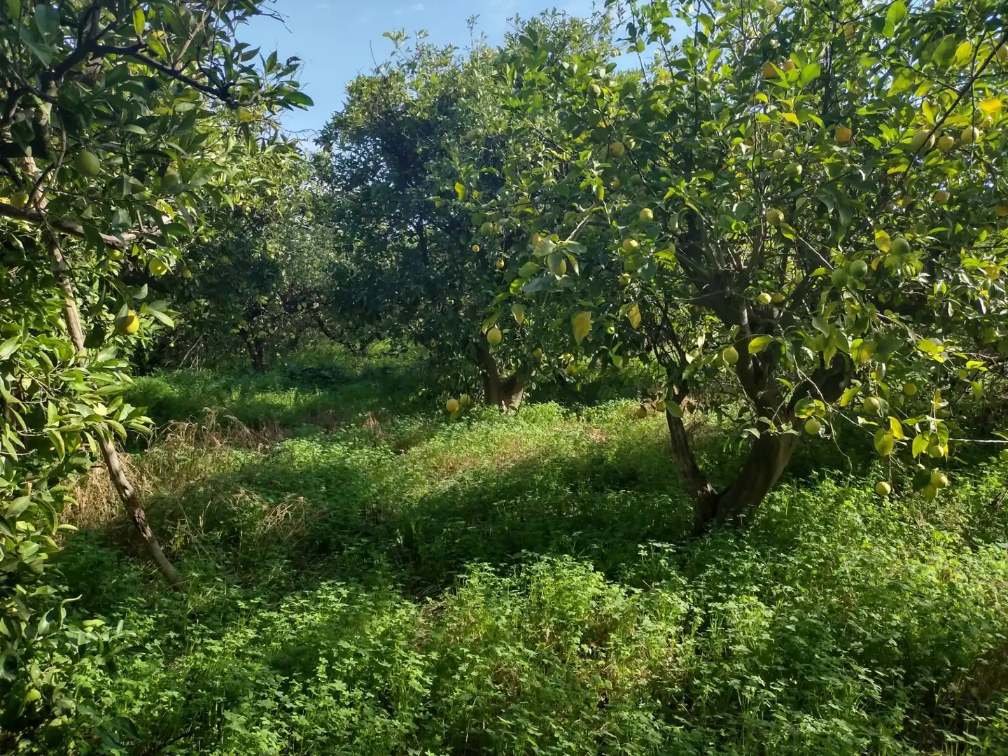 Terrenys i solars en venda a Vereda del rincon del Gallego, imagen 3