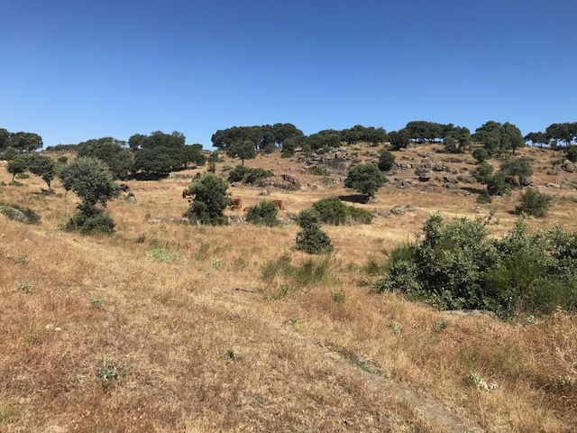 Finca rústica en venda en Talavera de la Reina
