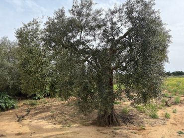 Rustikales Grundstück zum Verkauf in Bollullos Par del Condado
