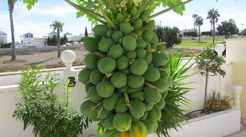 Photo 4 of Detached homes for sale in Urbanización Los Altos, Los Balcones - Los Altos, Torrevieja