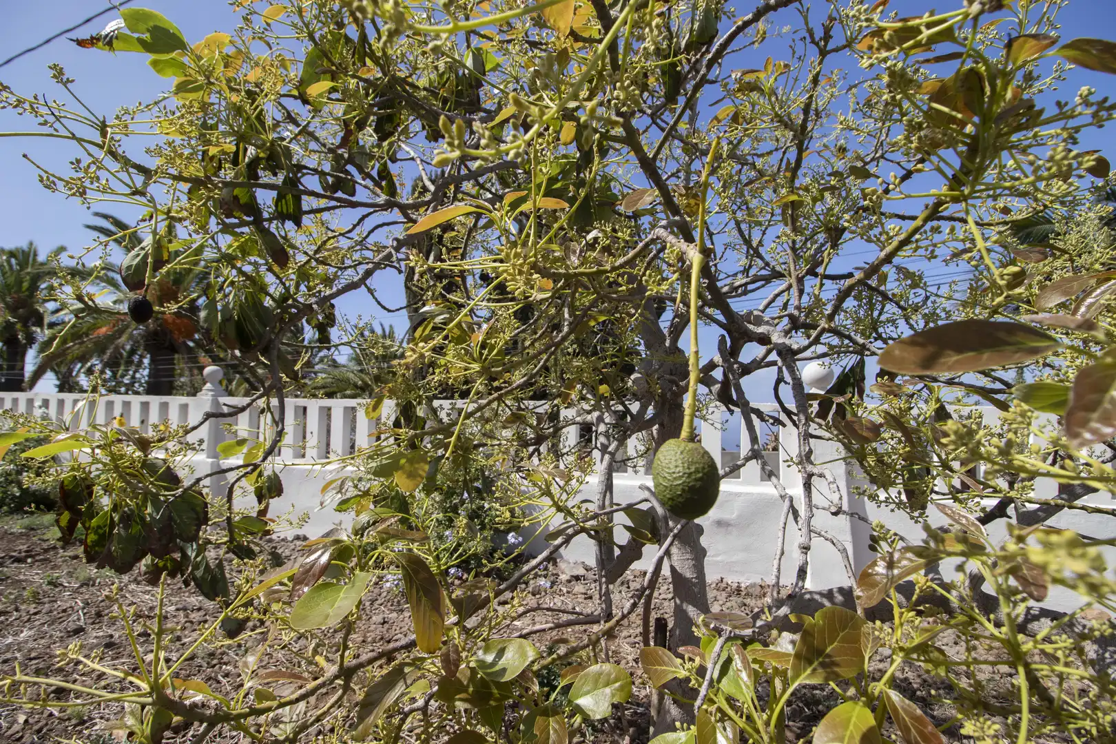 Garden of Houses for rent in Tacoronte  with Air Conditioner, Private garden and Terrace