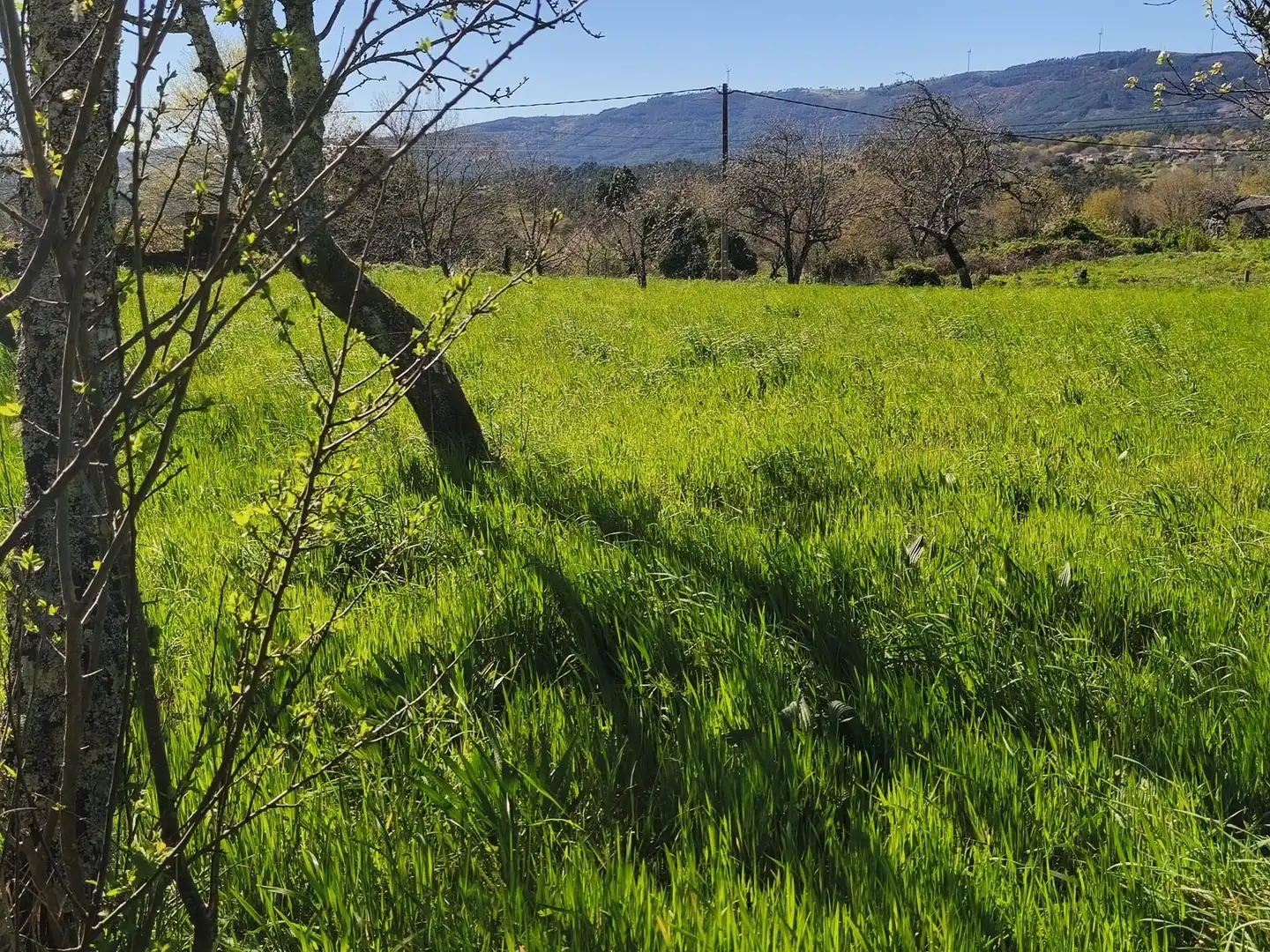 Casa o xalet en venda en Piñor