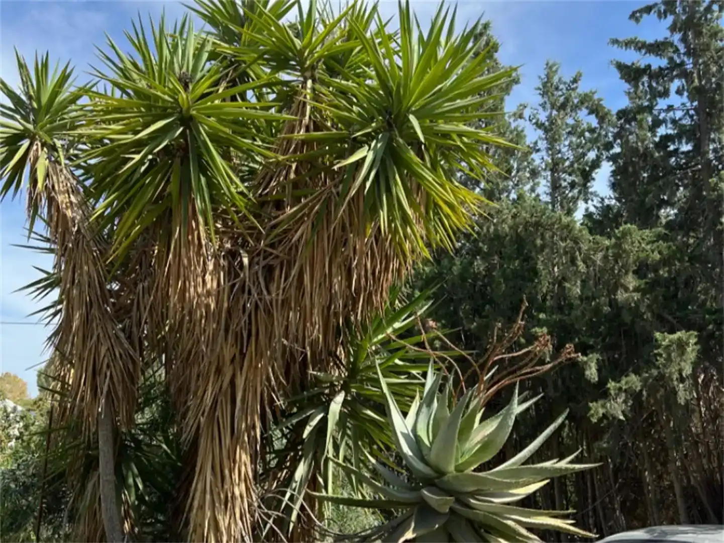 Jardí de Finca rústica en venda en Purchena amb Piscina