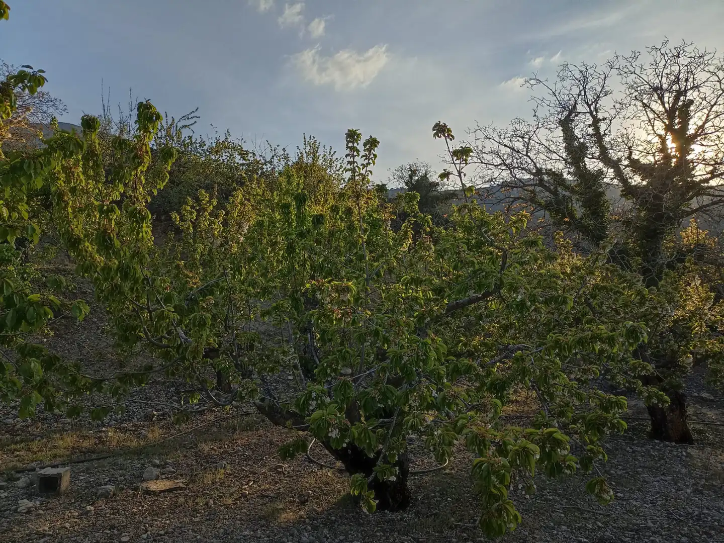 Land for sale in Torres