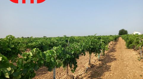 Finca De 9,5 Has De Viña Espaldera Airen En Tomelloso Carretera Ossa
