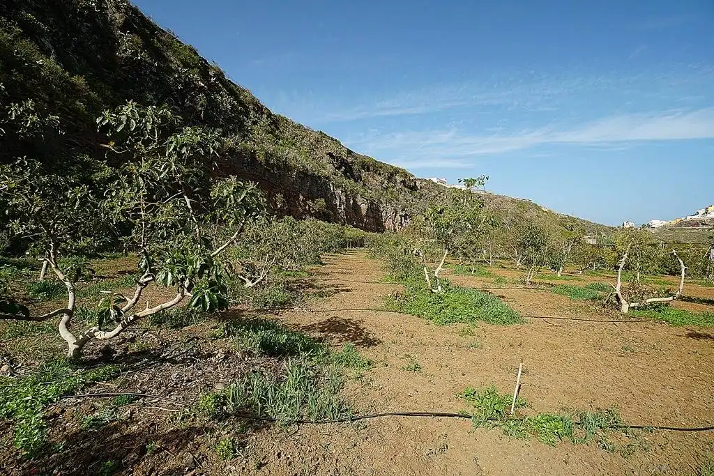 Finca rústica en venta en Camino DEHESA, 10, Santa María de Guía de Gran Canaria