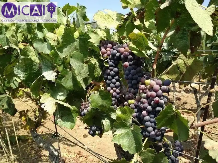 Jardí de Casa o xalet en venda en Puerto Real amb Aire condicionat, Jardí privat i Terrassa
