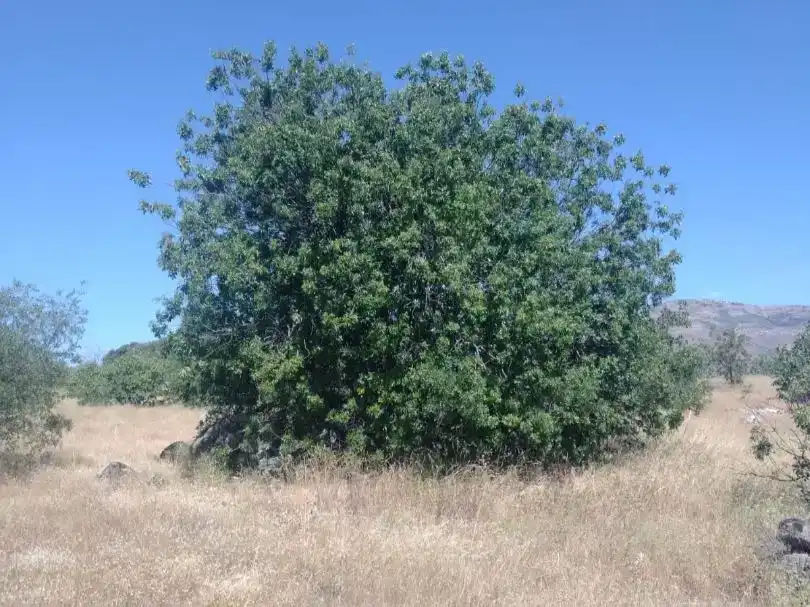Finca rústica en venda en El Tiemblo 