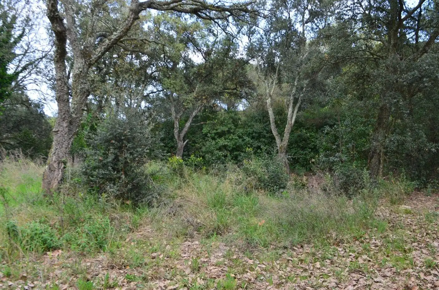 Wohnbaugrundstück zum Verkauf in Sant Celoni, imagen 4