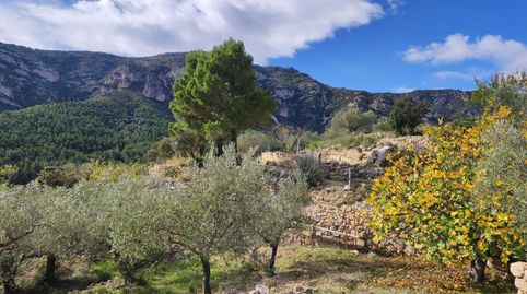 Finca Rúst. en venta en Senia La., imatge 2